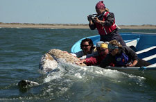 Mexico-Baja-Sea of Cortez Islands & Whale Watching